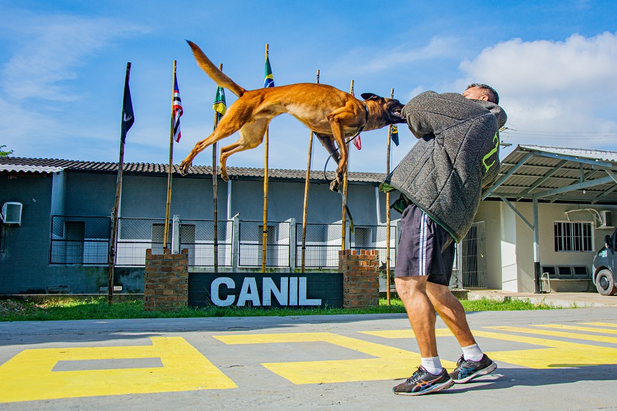 Cães policiais da PM-AP